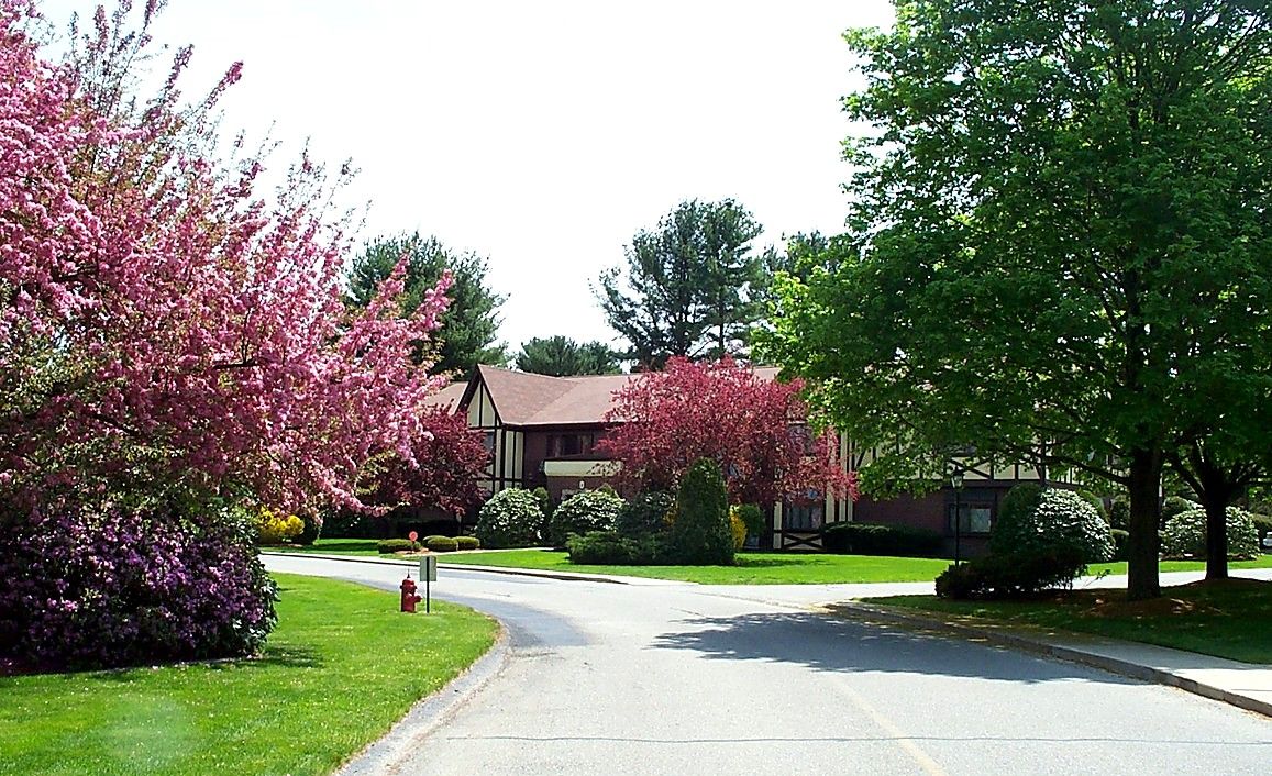 Spring blossoms along the road at Royal Crest
